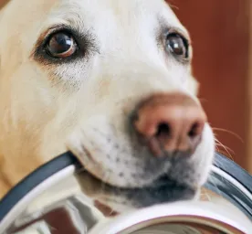 Bolehkah Anjing Makan Makanan Kucing?