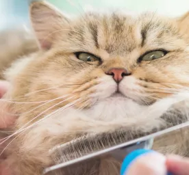 Bulu Kucing Rontok? Yuk Simak Penjelasannya