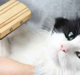 Bulu Kucing Rontok? Berikut Cara Mengatasinya!