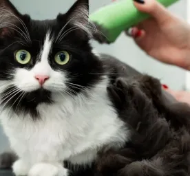 Cara Grooming Kucing yang Mudah dan Menyenangkan: Panduan untuk Pemilik Baru