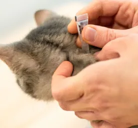 Cara Membasmi Kutu Kucing di Rumah dengan Bahan Alami
