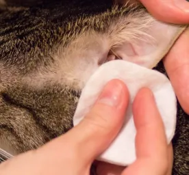 Cara Membersihkan Telinga Kucing