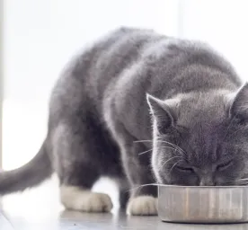Cara Memilih Makanan Sehat untuk Kucing Kesayangan Anda