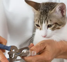 Cara Memotong Kuku Kucing Kesayangan Anda