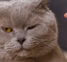 Cara Menangani Kucing Flu: Panduan Lengkap untuk Pemilik Kucing yang Khawatir