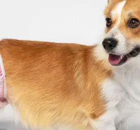 Cara Mengatasi Anjing Menstruasi Tips dan Perawatan yang Perlu Diketahui