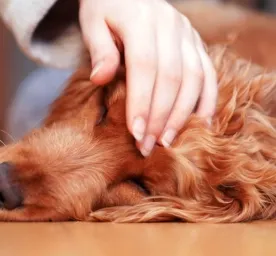 Cara Mengatasi Anjing Muntah dan Berak Darah yang Aman
