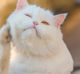 Cara Mengatasi Kutu pada Kucing yang Perlu Diketahui