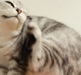 Cara Menghilangkan Kutu Pada Kucing