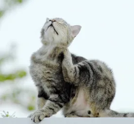 Cara Menghilangkan Kutu pada Kucing yang Tepat