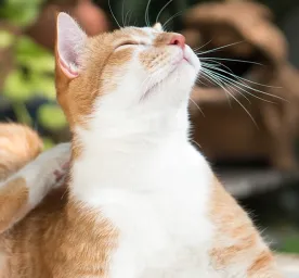 Cara Mengobati Kucing Jamuran