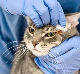 Cara Mengobati Scabies pada Kucing