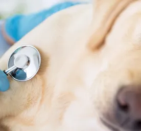 Cara Merawat Anjing Setelah Operasi