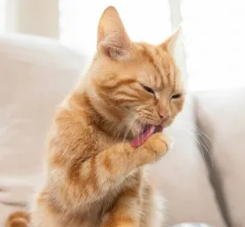 Cat ticks causes, signs and treatment