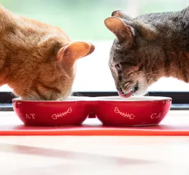 5‌ ‌Jenis‌ ‌Asupan‌ ‌Tepat‌ ‌Saat‌ ‌Kucing‌ ‌Lemas‌ ‌Tidak‌ ‌Mau‌ ‌Makan‌ ‌