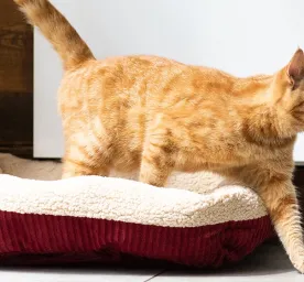 Cara Merawat Telinga Kucing