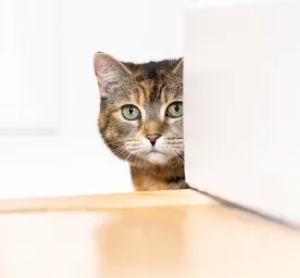 7 Penyebab Mata Kucing Berair