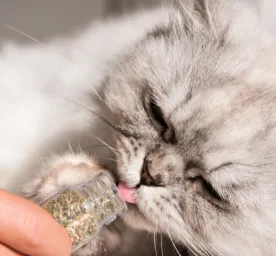 Catnip Itu Apa? Simak Cara Pakainya untuk Kucing Kesayangan