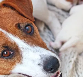 Ciri Ciri Anjing Melahirkan & Cara Membantunya
