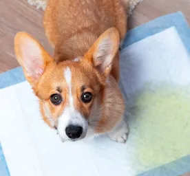 Ciri Ciri Infeksi Saluran Kencing pada Anjing