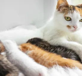 Makanan yang Dibutuhkan untuk Pertumbuhan Anak Kucing 