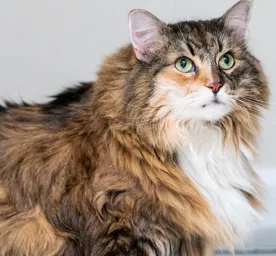 Bahaya dan Resiko Kelebihan Berat Badan Pada Kucing