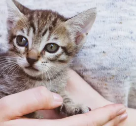 Apa Makanan Kucing Umur 1 Bulan yang Paling Tepat?