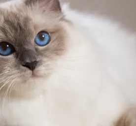 Kandungan Makanan Kucing yang Bagus untuk Perawatan Rambut