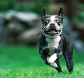 Dog running outdoors