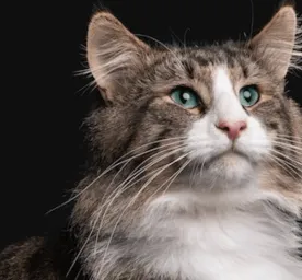 Ingin Rambut Kucing Lebat dan Berkilau? Ikuti 3 Tips Berikut!