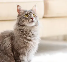 Makanan untuk Kucing Rumahan