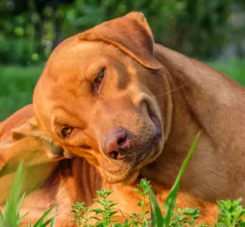 4 Cara Mudah Menghilangkan Kutu Anjing