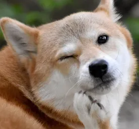 4 Cara Menghilangkan Jamur Pada Anjing