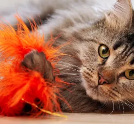 3 Rekomendasi Mainan untuk Kucing Rumahan