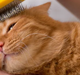 Brushing cat's hair