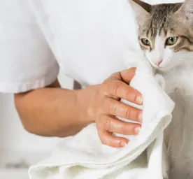 Cat grooming