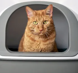 Cat in a carrier