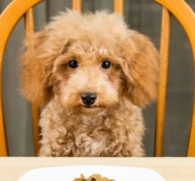 4 Tips Memilih Makanan Anjing untuk Si Picky Eater