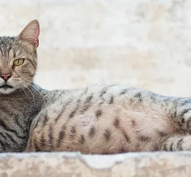 4 Fakta Penting Perawatan Kucing Hamil atau Bunting