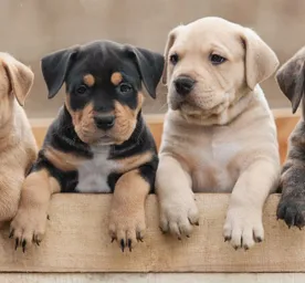 Tips Memotong Kuku Anjing