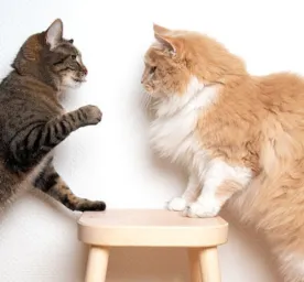 Cats playing