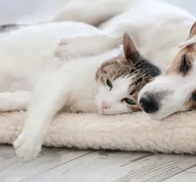 Dog sleeping in bed