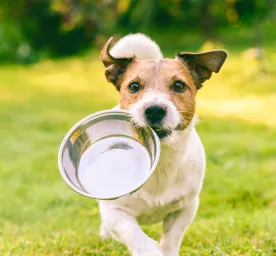 Berat Badan dan Kondisi Tubuh Anjing yang Sehat