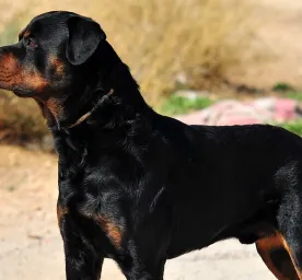 Dog outside