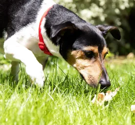 Anjing Sembelit? Semua yang Perlu Kamu Tahu Tentang Masalah Pencernaan Anjing