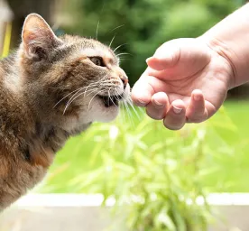 4 Kondisi Mengapa Kucing Mendengkur 