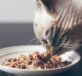 Fancy Feast: Makanan Favorit Kucing Sehari-Hari