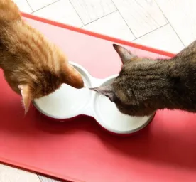 Pentingnya Makanan Kucing yang Mengandung Probiotik