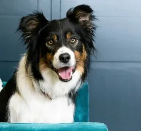 Find the Perfect Dog Name for the New Puppy in Your Life