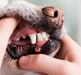 Gigi Anjing: Struktur dan JenisnyaGigi Anjing: Struktur dan Jenisnya